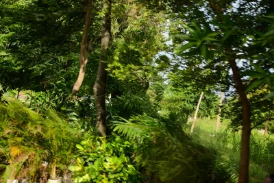 DSC_9229 (Large).JPG